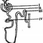 JAMB Biology Questions and Answers